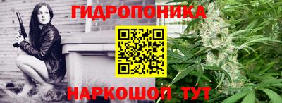 гашик Кингисепп